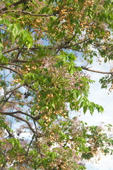 Blossom of Melia azedarach, ornamental decorative tree, commonly known as the chinaberry tree,...