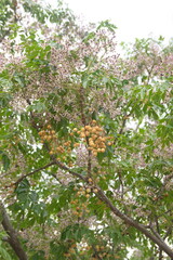 Blossom of Melia azedarach, ornamental decorative tree, commonly known as the chinaberry tree, Pride of India, bead-tree, Cape lilac, syringa berrytree, Persian lilac, Indian lilac