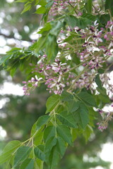 Blossom of Melia azedarach, ornamental decorative tree, commonly known as the chinaberry tree,...
