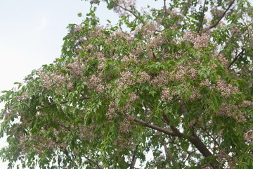 Blossom of Melia azedarach, ornamental decorative tree, commonly known as the chinaberry tree, Pride of India, bead-tree, Cape lilac, syringa berrytree, Persian lilac, Indian lilac