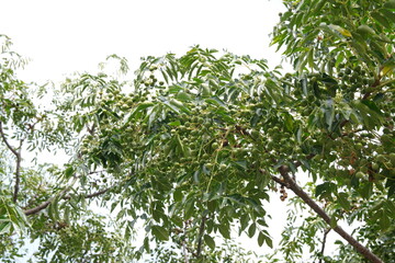 Fototapeta premium Blossom of Melia azedarach, ornamental decorative tree, commonly known as the chinaberry tree, Pride of India, bead-tree, Cape lilac, syringa berrytree, Persian lilac, Indian lilac