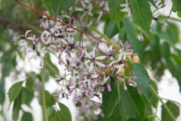 Blossom of Melia azedarach, ornamental decorative tree, commonly known as the chinaberry tree, Pride of India, bead-tree, Cape lilac, syringa berrytree, Persian lilac, Indian lilac