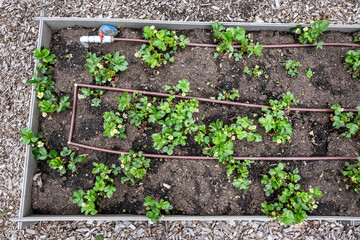 Freshly planted strawberry plants in bloom in a raised garden bed with an irrigation system of red hoses, spring planting
