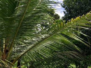 Fototapeta premium palm tree with green branches and coconuts on clouds blue sky background
