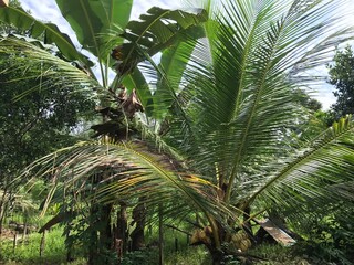 Naklejka premium palm tree with green branches and coconuts on clouds blue sky background