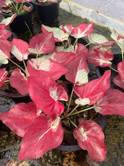 Caladium bicolor plant in nature garden