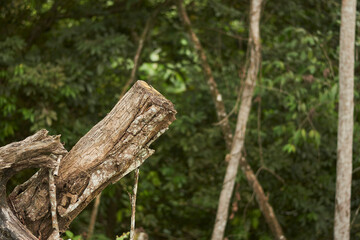 Nature's Rest: A fallen tree trunk lies beside a small river, surrounded by lush plants and trees. This serene scene captures the harmony of natural elements coexisting in a peaceful woodland setting.