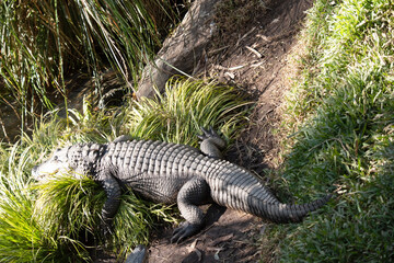Alligators have a long, rounded snout that has upward facing nostrils at the end.