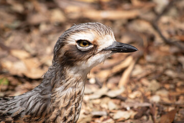 The bush stone curlew has grey-brown feathers with black streaks, a white forehead and eyebrows, a broad, dark-brown eye stripe and golden eyes