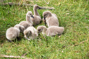 Cygnets are grey when they hatch with black beaks and gradually turn black over the first six months at which time they learn to fly.