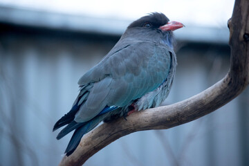 The dollar bird has mostly dark brown upperparts, washed heavily with blue-green on the back and wing coverts.