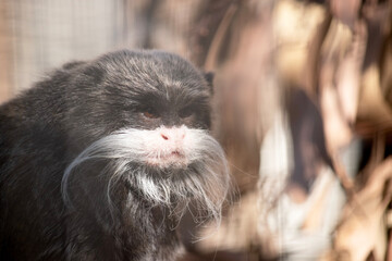 Emperor tamarins are small monkeys with long, white whiskers that sweep back from the muzzle on both sides and look like moustaches