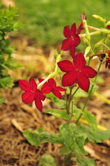 Red nicotiana tabacum  flowering tobacco plant