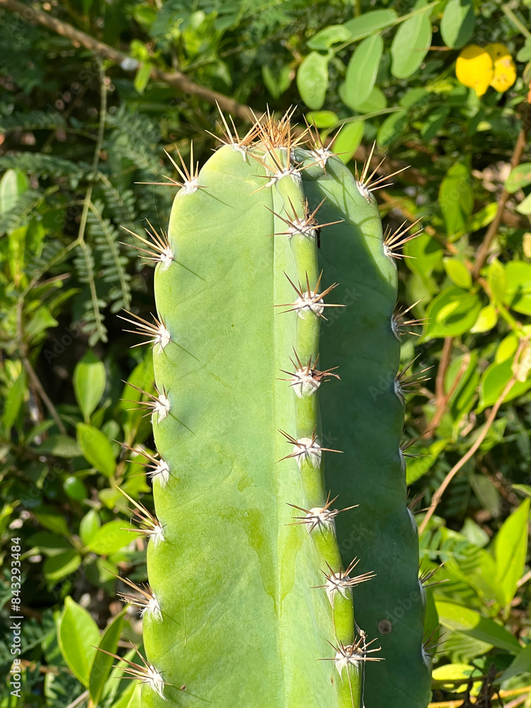 Sticker cactus close up view