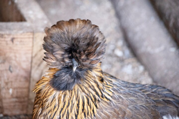 The Faverolle is a fluffy and goofy looking chicken breed