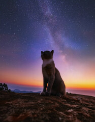 星空を背景にした猫