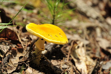 Yellow mushroom in the woods
