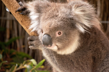 the Koala has a large round head, big furry ears and big black nose. Their fur is usually grey-brown in color with white fur on the chest, inner arms, ears and bottom.
