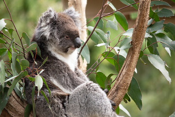 the Koala has a large round head, big furry ears and big black nose. Their fur is usually grey-brown in color with white fur on the chest, inner arms, ears and bottom.