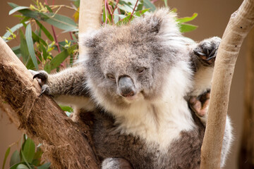 the Koala has a large round head, big furry ears and big black nose. Their fur is usually grey-brown in color with white fur on the chest, inner arms, ears and bottom.