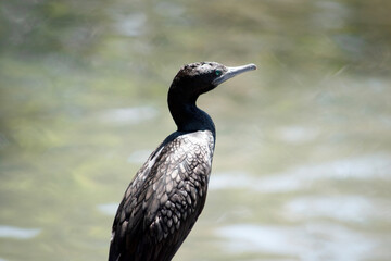 the little black cormorant is a black sea bird with a blue eye
