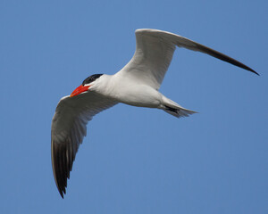 A Caspian Tern flying in Martinez, California
