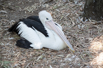 Australian pelicans are one of the largest flying birds. They have a white body and head and black wings. They have a large pink bill.