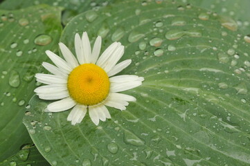 Daisy on a rain drop covered hosta leaf