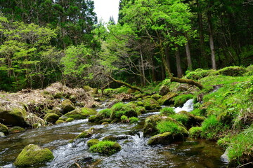 Obraz premium 元滝伏流水への道（秋田県）
