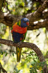 The rainbow lorikeet has a bright yellow-orange/red breast, a mostly violet-blue throat and a yellow-green collar.