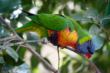 The rainbow lorikeet has a bright yellow-orange/red breast, a mostly violet-blue throat and a yellow-green collar.