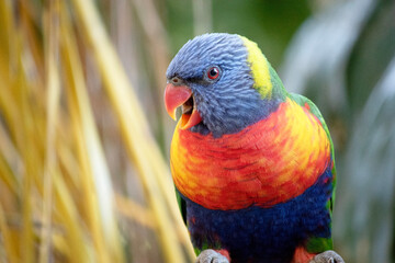 The rainbow lorikeet has a bright yellow-orange/red breast, a mostly violet-blue throat and a yellow-green collar.