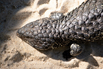 The Shingleback has a very large head, a very short blunt tail, short legs and large rough scales.