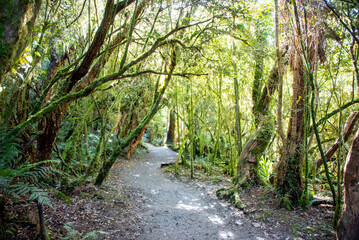Fototapeta premium Catlins Forest Park - New Zealand