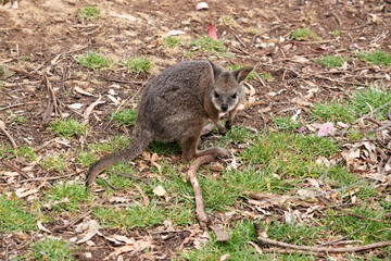 The tammar wallaby has dark greyish upperparts with a paler underside and rufous-coloured sides and limbs. The tammar wallaby has white stripes on its face