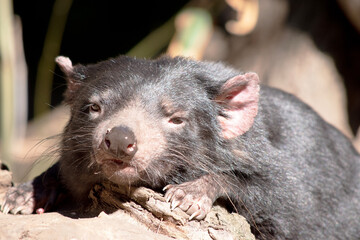 The Tasmanian devil is black in color with a white band on the chest and hindquarters and have...
