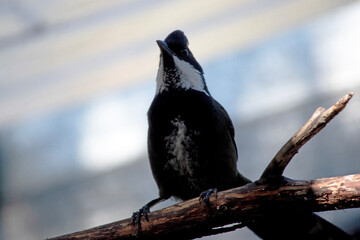The Eastern Whipbird is a medium-sized bird with a black head, breast and conspicuous crest, with a broad white patch on the side of the face
