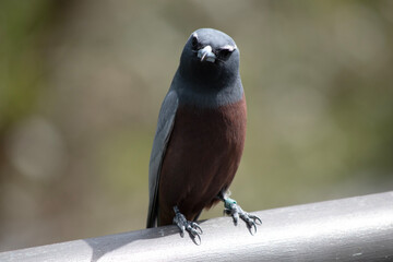 The white browed woodswallow is a grey bird with a dark grey face and white eyebrow