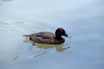 The Hardhead also White-eyed Duck has a brown body and white underside. It has a white eye and blue tip on its bill