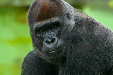 Male Adult Silverback Gorilla Closeup