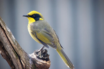 the yellow tufted honeyeater has a bright yellow forehead, crown and throat, a glossy black mask and bright golden ear-tufts.
