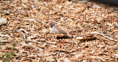 the female  finch has a grey body with a white under belly with a black and white tail. It has a white and black stripe on its face