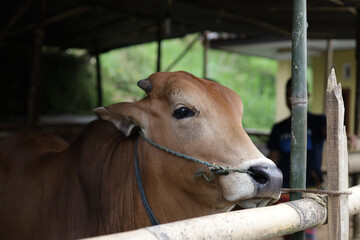 Cattle in the cow pen. Sacrificial animals.