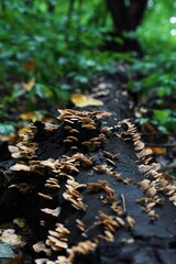 Mushrooms growing atop a fallen log in the forest