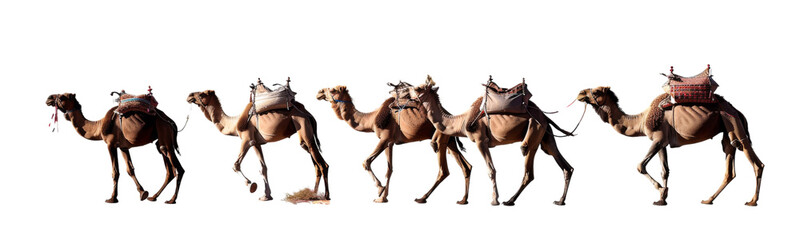 Camel train isolated on transparent or white background