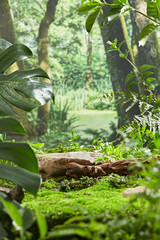 Natural jungle concept image in vertical frame, some natural brown stone pedestals stand out on the green lawn, decorative surround by several green plants. Taken from front view, space for text
