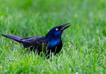 Common Grackle