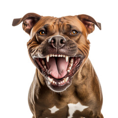 Snarling pitbull isolated on transparent or white background