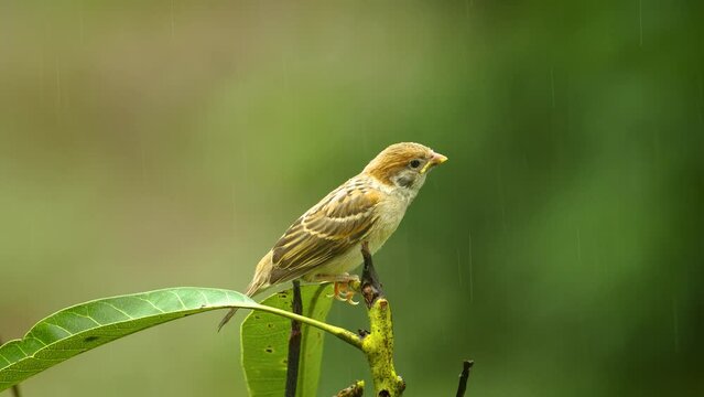 Eurasian tree sparrow baby perched on a tree in rain
