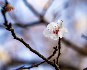 Apricot blossom in Spring